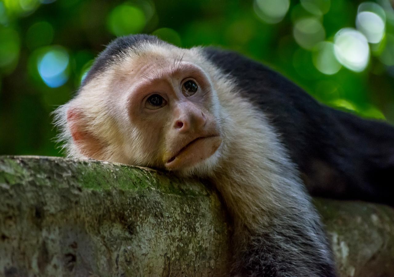 Hotel Vườn quốc gia Manuel Antonio Ngoại thất bức ảnh