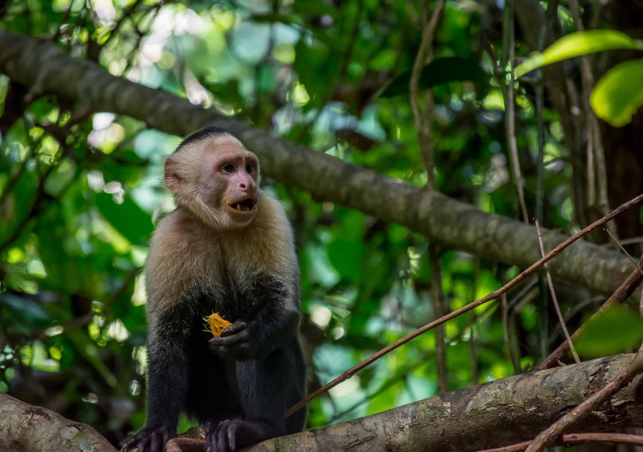 Hotel Vườn quốc gia Manuel Antonio Ngoại thất bức ảnh